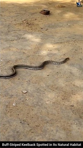 Buff-Striped Keelback Spotted in Its Natural Habitat #snake #wildliferescue #wildlife #animals