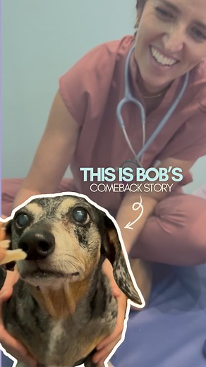 5 comments | Meet Bob — the dog who refused to give up.凉 After being diagnosed with IVDD, Bob started his holistic journey — acupuncture, laser therapy, physical rehab… Every session brought him closer to standing, walking, living again. This is what healing looks like when compassion meets science.溺 Drop a ❤️ if you believe every dog deserves a second chance. #doghealth #acupuncture #holisticmedicine #dogrehab | Healing Paws Center | Facebook