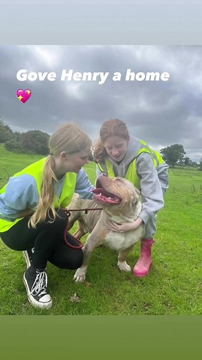 7.2K views · 91 reactions | HENRY  Our gorgeous teddy bear Henry is...