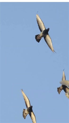 Pigeons vs Mourning Doves: what’s the difference?