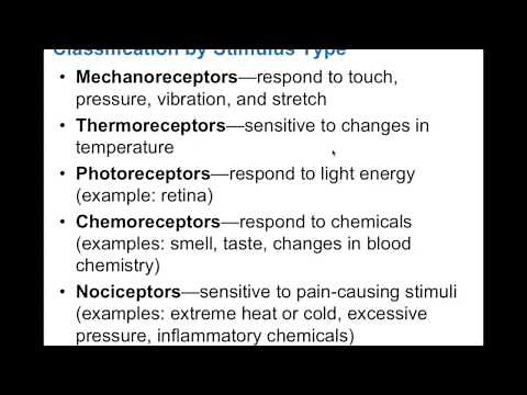 Chapter 13.1 Sensory Receptors BIO201