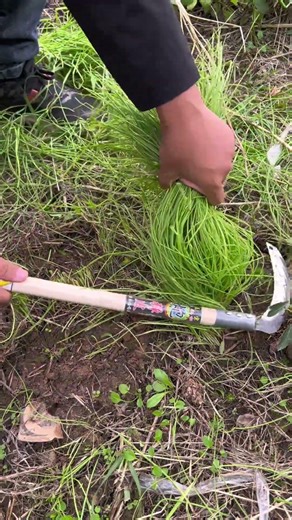 Fresh Garlic Delivered: My Homely Harvest from the Country