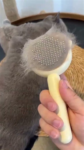 You Need This Self Cleaning Cat Brush 😹 Satisfying Grooming