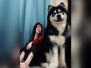 你见过最大的阿拉斯加，有多大吗？