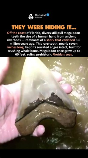 TEETH OF FLORIDA'S GIANT