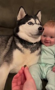 Husky and Baby 😂 Sheldon Watches the Treat Beside Baby Leonard