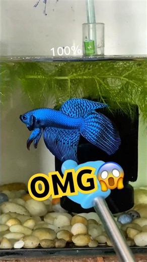 Betta alien longtail 🌿💙 #wildbetta #nguyentuanbetta