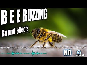 Bee sounds , bee noises , buzzing bee sound effect without copyright