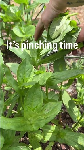 The Zinnia Trick for a Fuller Flower Garden