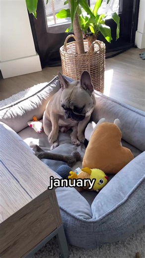 73K views · 1.3K reactions | This was last years round up…think this year was much different?? | Gus Gus In The City | Facebook