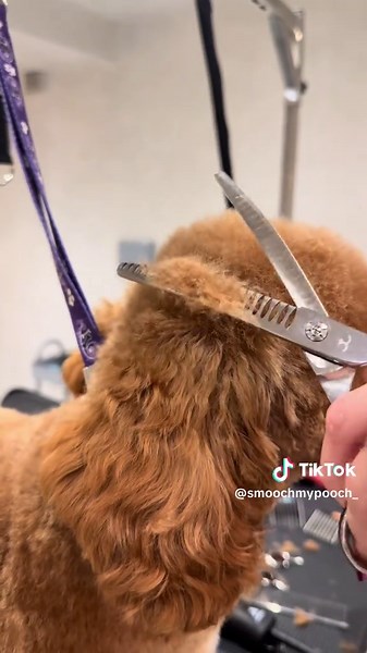 Pamper Your Pooch at Smooch My Pooch