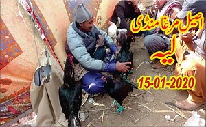 248K views · 5.8K reactions | Aseel Rooster Market Layyah 15-01-2020 || Latest Aseel Murgha Price UPdate in layyah Birds Market | All Birds Breedings & Care Tips | Facebook