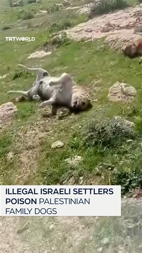 Illegal Israeli settlers killed three dogs belonging to a Palestinian family in Hebron, in the occupied West Bank. This comes after months of ongoing attacks on the family, including chemical attacks and more attacks on their livestock, including the killing of sheep. | TRT World