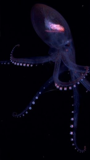 The Glass Octopus #oceanmysteries