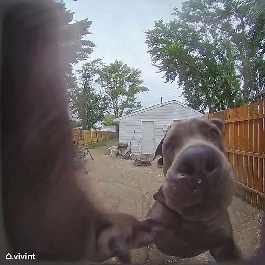 Dog Rings Doorbell to Be Let Inside || ViralHog