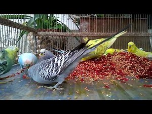 Why English Budgerigars Are the Ultimate Show Birds A Closer Look