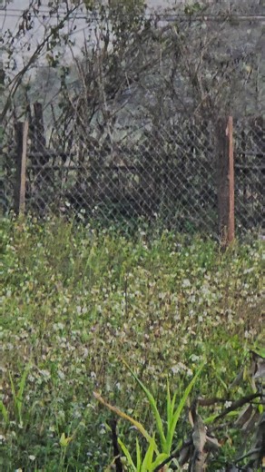 ບ້າຜູ້ສາວທຸກວັນຂ້ອຍ😆 | บ่าวนึก เผ่าไปร่