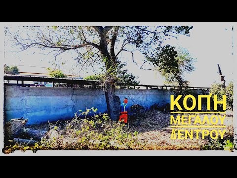 Κοπή μεγάλου δέντρου με αλυσοπρίονο Husqvarna 562xp Mark 2