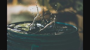 The Siamese Cat Diet: A Balanced Approach to Feline Nutrition