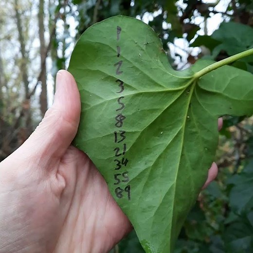 AMAZING example of Fibonacci sequence found in nature