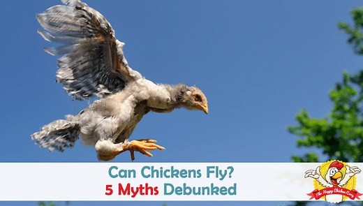 Can Chickens Fly? 5 Myths Debunked - The Happy Chicken Coop