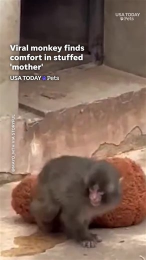 Meet Punch, a macaque abandoned at birth in Ichikawa, Japan, that has gone viral for finding comfort in a stuffed orangutan toy. #usatodaypets | Akron Beacon Journal