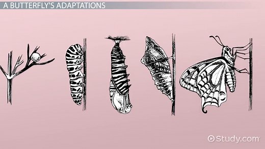 Butterfly Adaptations: Lesson for Kids