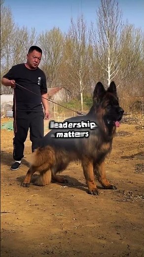 9 Facts About German Shepherds You Didn’t Know