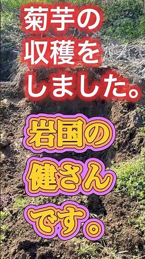 菊芋の収穫を行いました