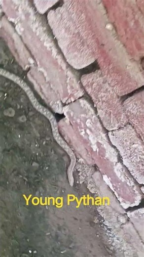 #young#pythan#village