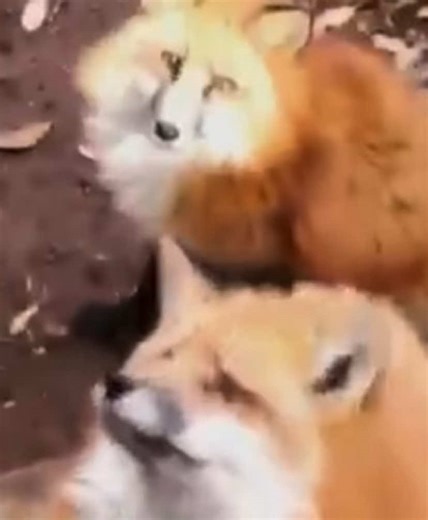 Orchestrated Sounds of Foxes