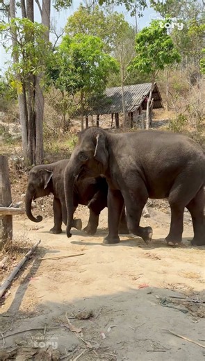 Cute Baby Elephants Junior and Ton Nao Will Melt Your Heart!