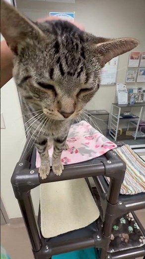 ADOPTED! Squiddly Diddly - Total LOVERBOY!