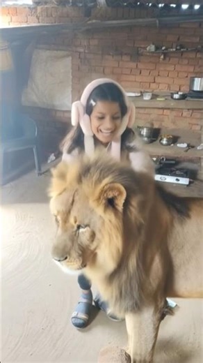 Lion Roar in Jungle Lion sound effects 🦁🦁🦁🦁