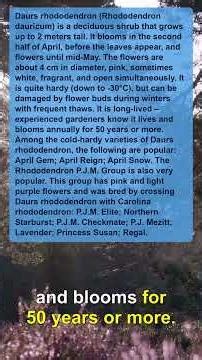 Cold-Hardy Rhododendrons: Bloom Time & Varieties