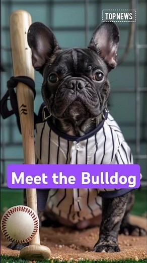 Meet the Bulldog: Charming Sturdy and Irresistibly Cute