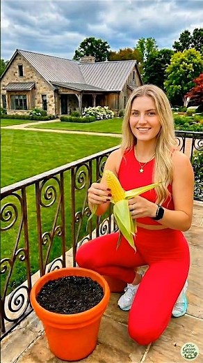 Grow Corn at Home in Containers