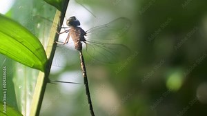 The dragonfly (Ischnura heterosticta) is characterized by a slender, needle-like body shape and an upright wing position at rest in HD video.