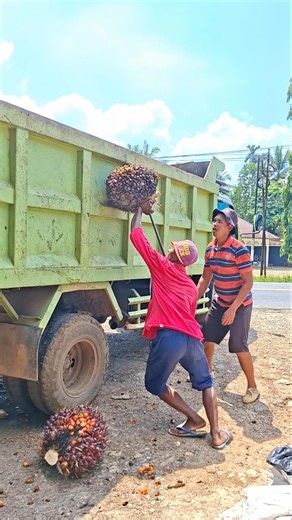 loading oil palm fruit into a truck