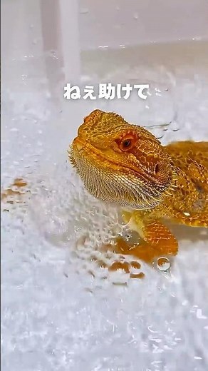 完全にクセになったトカゲ♨️ #フトアゴヒゲトカゲ #beardeddragon #温浴 #爬虫類のいる生活 #reptiles #癒し #shorts