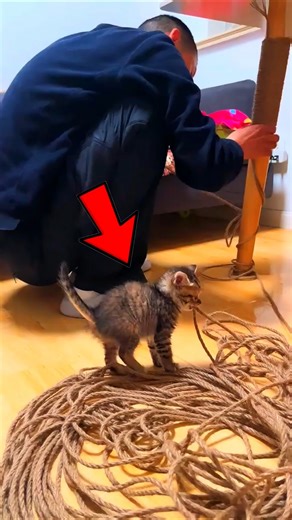 Kitten Helps DIY Project 🐱