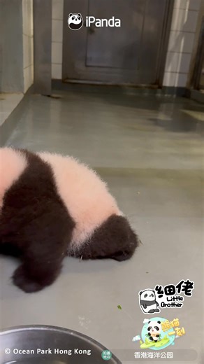 128K views · 8.5K reactions | Panda mom picks her baby up in her mouth like the cutest doll! (Ying Ying & Little Brother) #HiPanda #CCRCGP #FriendshipMessenger #PandaFun #PandaMoment For more panda information, please check out: https://en.ipanda.com | iPanda | Facebook