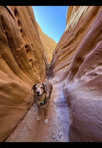 He’s our best adventure buddy. #adventuredog #rescuedog #mansbestfriend🐶 #travelcompanion