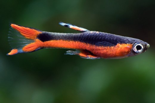Santa Maria Endler - Poecilia Wingei Fish Profile & Care Guide