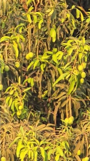 589, Beautiful Nature, Mango Tree. Mango trees are evergreen. #naturewithchandra
