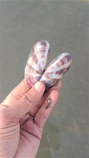 Seashell at the beach #seashell #shell #collectingseashells #shorts