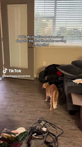 Dogs and Cats Meeting for the First Time