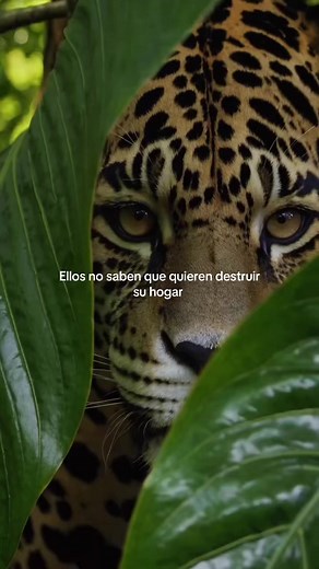 Salvar Mahahual: cómo proteger el hogar de la fauna frente al proyecto Royal Caribbean