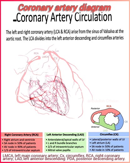 117K views · 831 reactions | 變 Coronary Artery Diagram: Explore this...