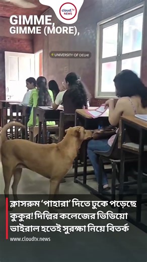 ক্লাসরুম ‘পাহারা’ দিতে ঢুকে পড়েছে কুকুর! দিল্লির কলেজের ভিডিয়ো ভাইরাল হতেই সুরক্ষা নিয়ে বিতর্ক